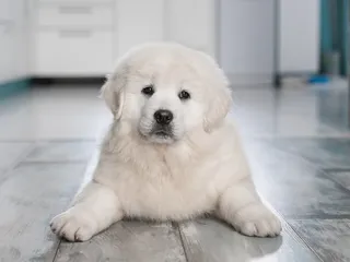 How Old Is a Puppy When Their Balls Drop? Our Vet Explains