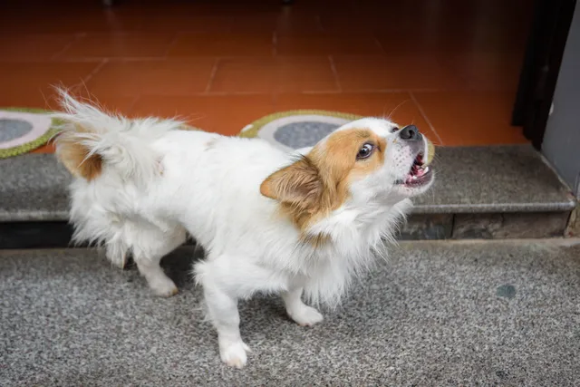 Do Dogs Have Vocal Cords? Canine Vocalization Explained (Vet-Reviewed)