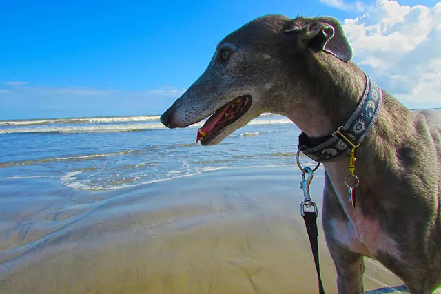 Are Dogs Allowed on Galveston Beach (Updated In 2026)