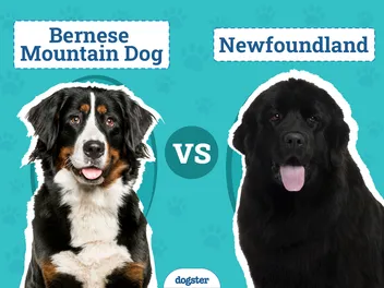 Bernese Mountain Dog vs Newfoundland - Which Should I Choose?