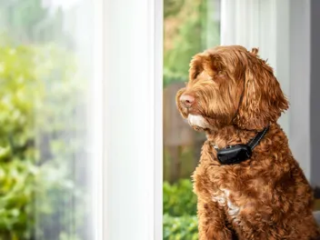 7 Best Training Collars for Stubborn Dogs in 2026 - Reviews & Top Picks