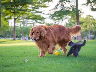 10 Best Toys for Dogs and Cats to Play Together in 2026 - Reviews & Top Picks