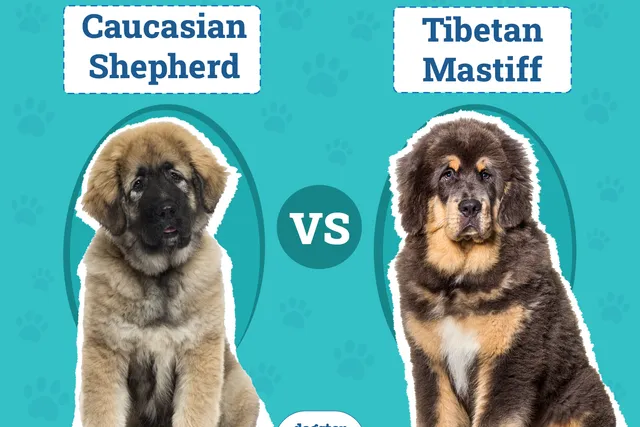 Caucasian Shepherd vs Tibetan Mastiff: The Differences (With Pictures)