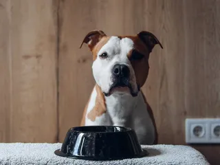 8 Best Dog Foods for American Staffordshire Terriers in 2026 - Reviews & Top Picks