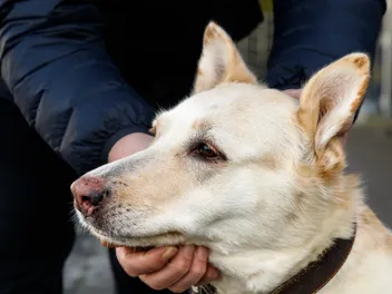 Why Do Dogs Noses Turn Pink? Vet-Reviewed Causes & Concerns