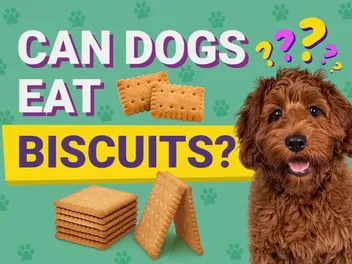 Can Dogs Eat Biscuits? Vet-Approved Facts & Safety Tips