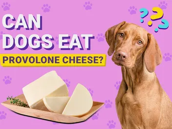 Can Dogs Eat Provolone Cheese? Vet-Verified Nutrition Facts & FAQ