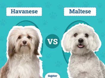Havanese vs. Maltese: The Key Differences (With Info & Pictures)