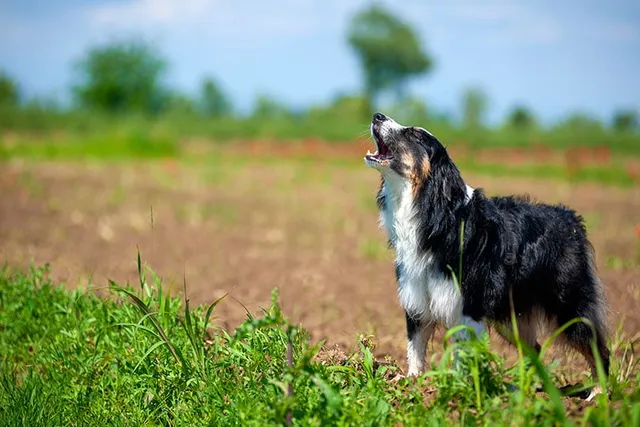 Why Do Australian Shepherds Howl? 10 Vet Reviewed Reasons