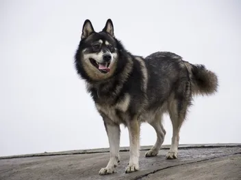 16 German Shepherd Mixes: GSD Crossbreeds (With Info & Pictures)