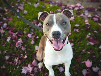 12 Dog Breeds Similar to Pitbulls (With Info & Pictures)