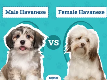 Male vs Female Havanese: What’s the Difference? (With Pictures)