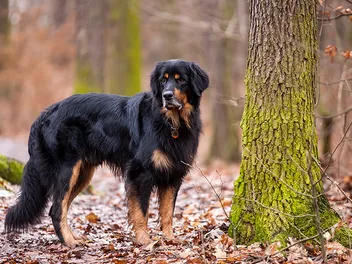 Hovawart Dog Breed: Info, Pictures, Facts & Traits