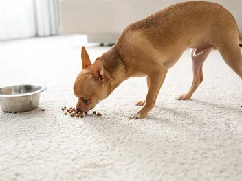 10 Best Dog Foods for Senior Chihuahuas in 2026 - Reviews & Top Picks