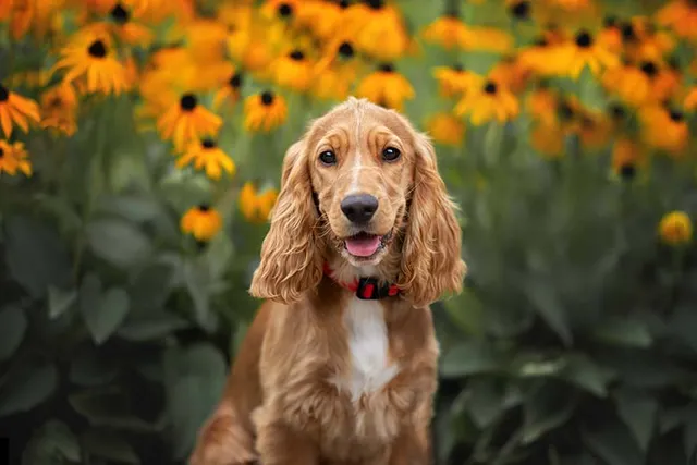 Is a Cocker Spaniel a Working Dog? Facts & FAQ