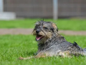 Brottweiler (Brussels Griffon & Rottweiler Mix): Info, Pictures, Care & More