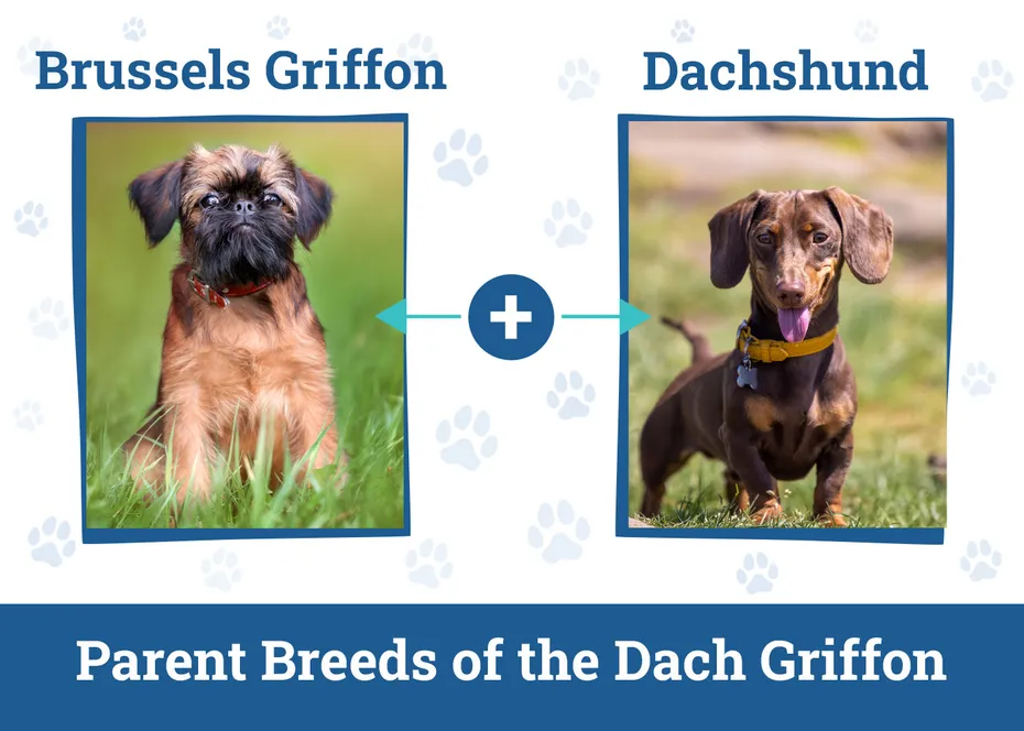 Parent Breeds of the Dach Griffon