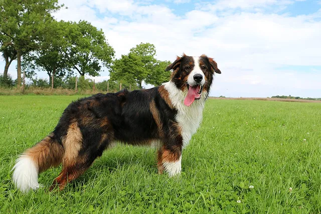 St. Bernard Australian Shepherd Mix: Info, Pictures, Care & More