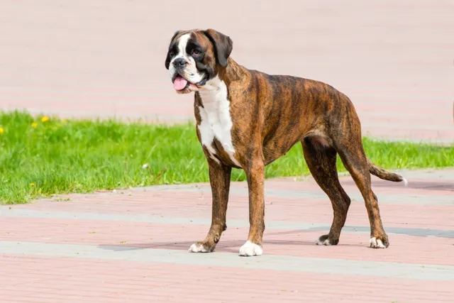 11 Amazing Boxer Dog Facts You Need to Know
