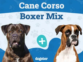 Cane Corxer Mixed Dog Breed: Info, Pictures, Care & More