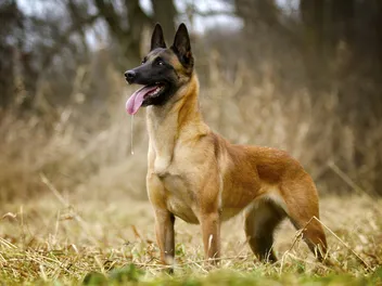 10 Vet-Reviewed Dog Noises That Mean Your Dog Is Happy (With Videos)