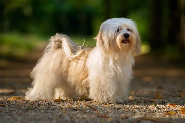 10 Vet-Verified Havanese Facts: The Happy-Go-Lucky Pup