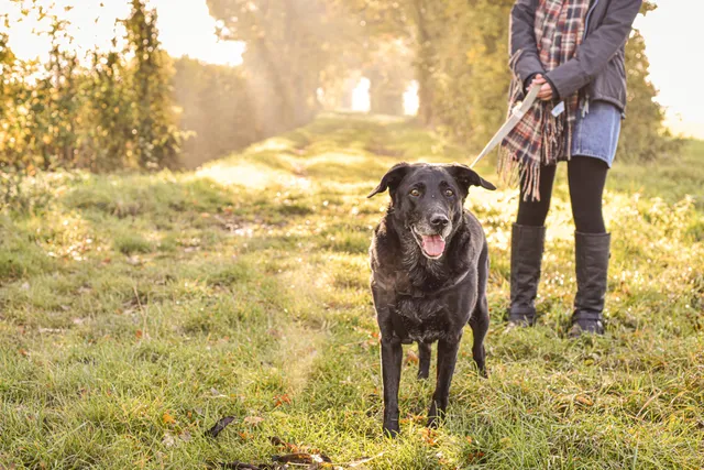 National Walk Your Dog Week 2026: When It Is & How to Participate