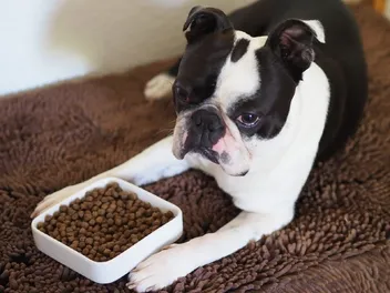 10 Best High-Protein Dog Foods in 2026 - Reviews & Top Picks