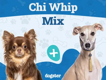 Chi Whip (Whippet Chihuahua Mix): Info, Pictures, Care & More