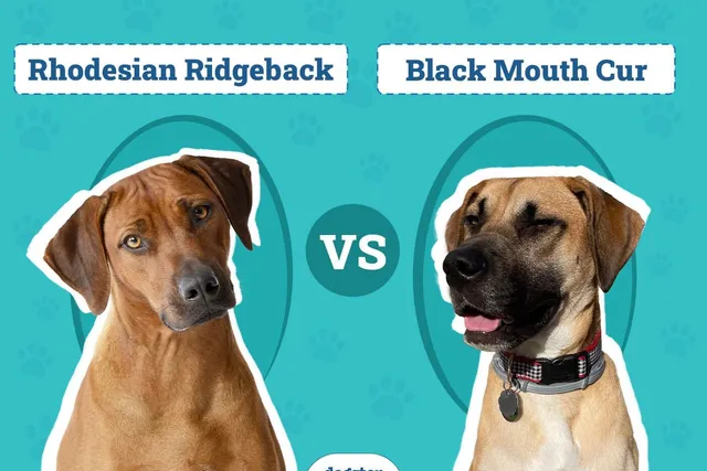 Rhodesian Ridgeback vs. Black Mouth Cur: Key Differences (With Pictures)