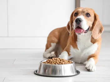 Enterococcus Faecium for Dogs: Benefits & Side Effects (Vet Answer)