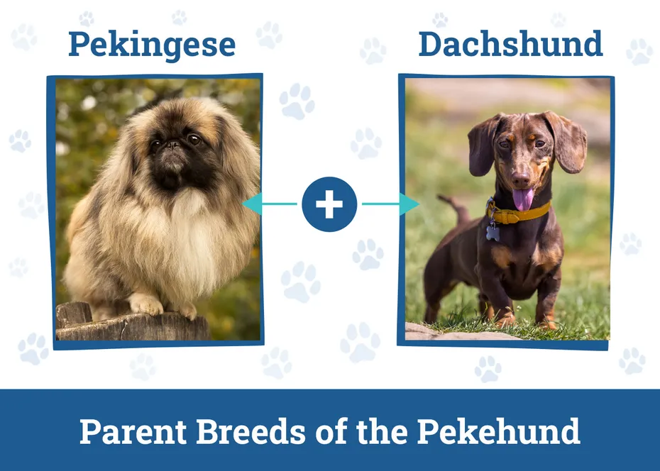 Parent Breeds of the Pekehund