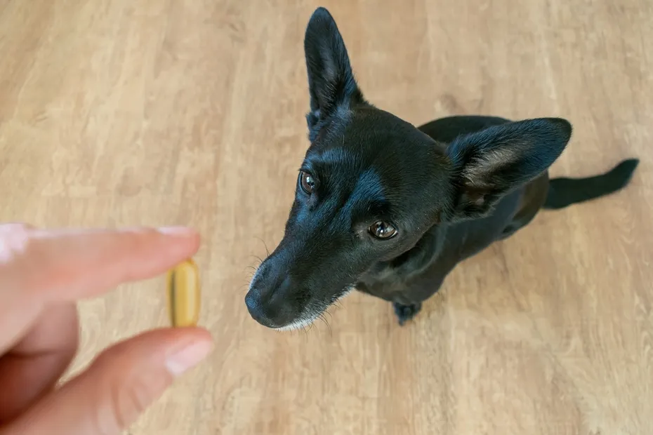 small black dog sit floor home fish oil