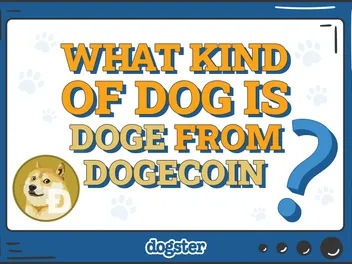 What Kind of Dog Is Doge From Dogecoin? Facts, Pictures & Breed Info