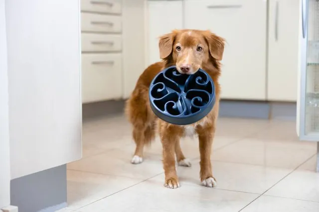 Are Slow Feeders Good for Dogs? Vet-Reviewed Purpose & How to Use Them