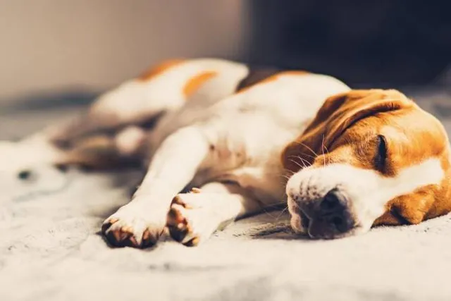 What to Do After My Dog Has a Seizure: 5 Vet Approved Steps