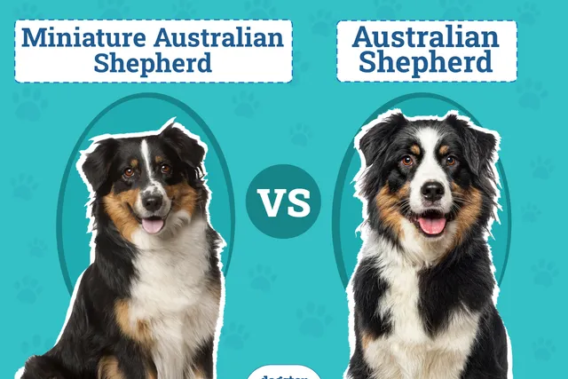 Miniature Australian Shepherd vs. Australian Shepherd: The Differences (With Pictures)