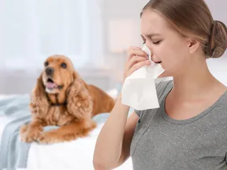 Are You Allergic to Dog Dander? 12 Vet-Approved Things to Do