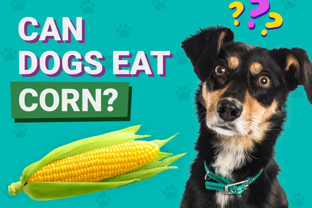 Can Dogs Eat Corn? Vet-Reviewed Facts & Nutritional Benefits