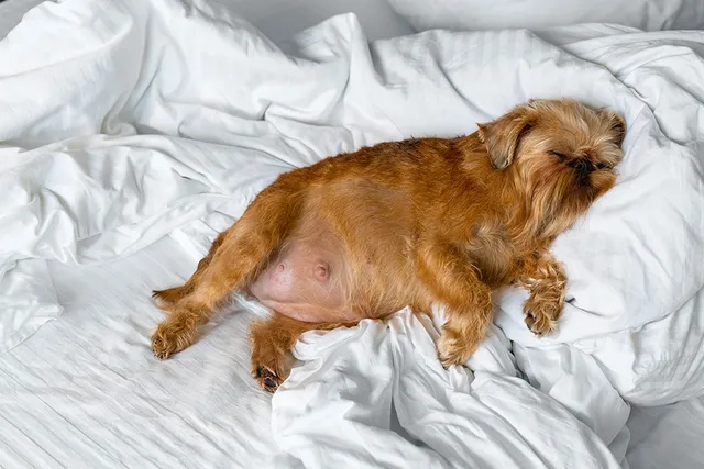 Dystocia in Dogs: Our Vet Discusses Signs, Causes & Care