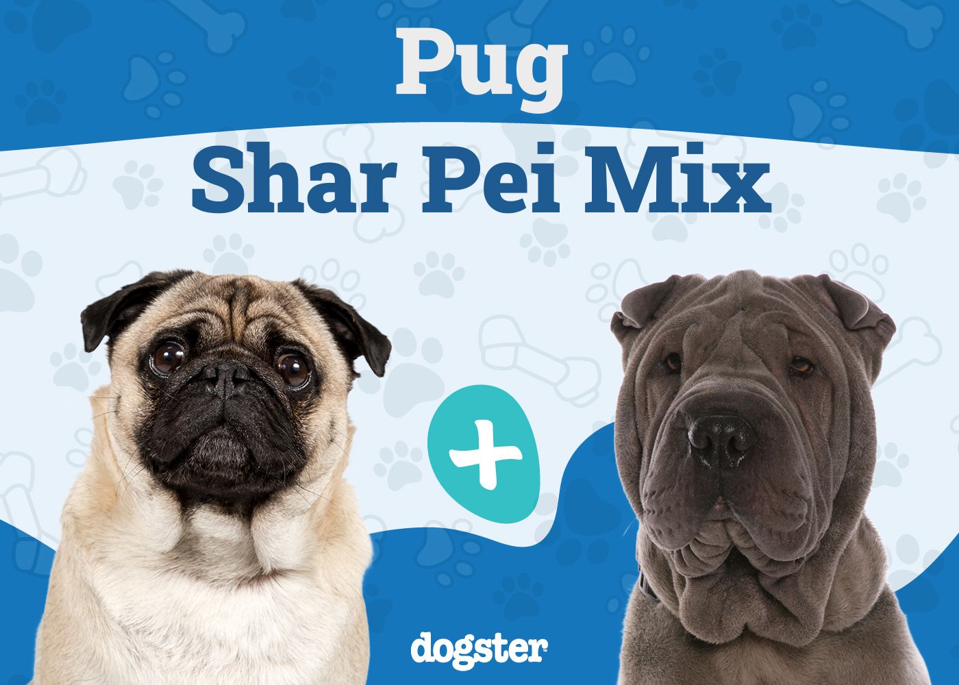 Ori Pei - Pug Shar Pei Mix
