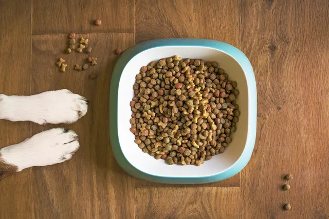 What is Kibble Dog Food? Vet-Reviewed Facts & FAQ
