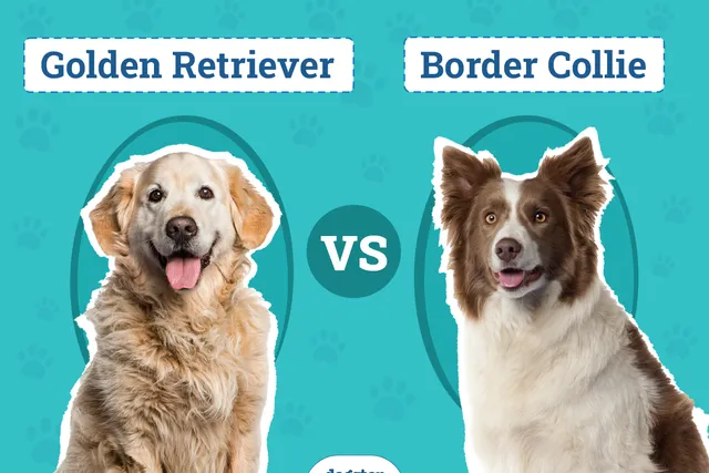 Golden Retriever vs Border Collie: Notable Differences (With Pictures)