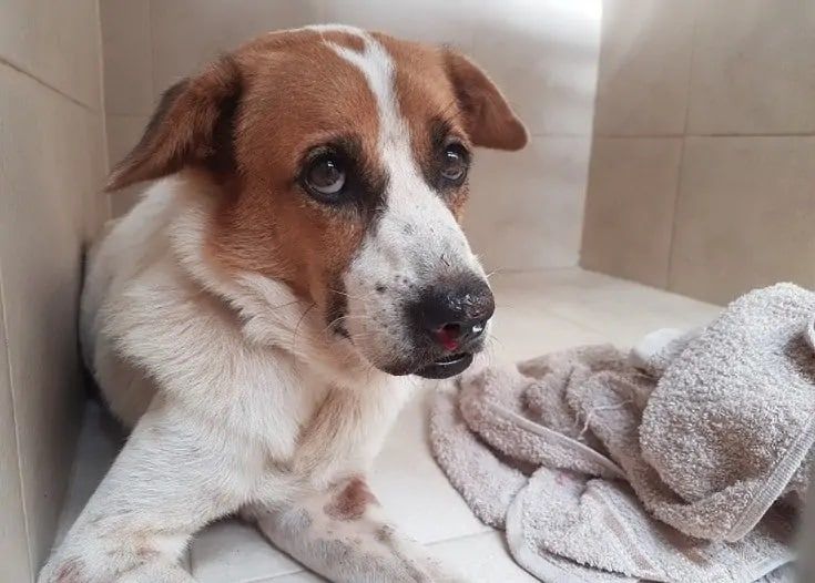 Dog Nosebleeds: Causes & Care Guide (Vet Answer)