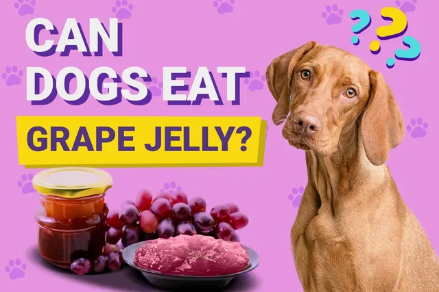 Can Dogs Have Grape Jelly? Vet-Verified Facts & FAQ