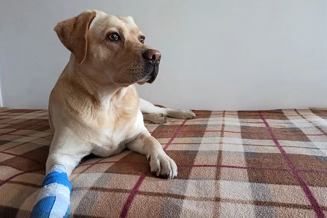 How to Treat a Burned Dog Paw Pad: 7 Expert Tips (Vet Answer)