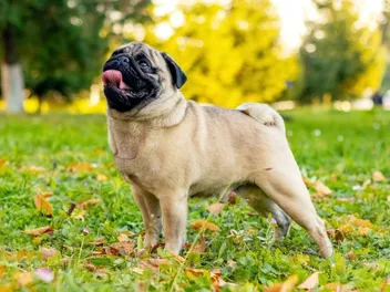 Pug Dog Breed: Info, Pictures, Care & Traits