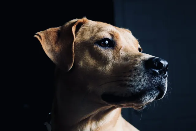 Cretan Hound Dog Breed: Info, Pictures, Care & More