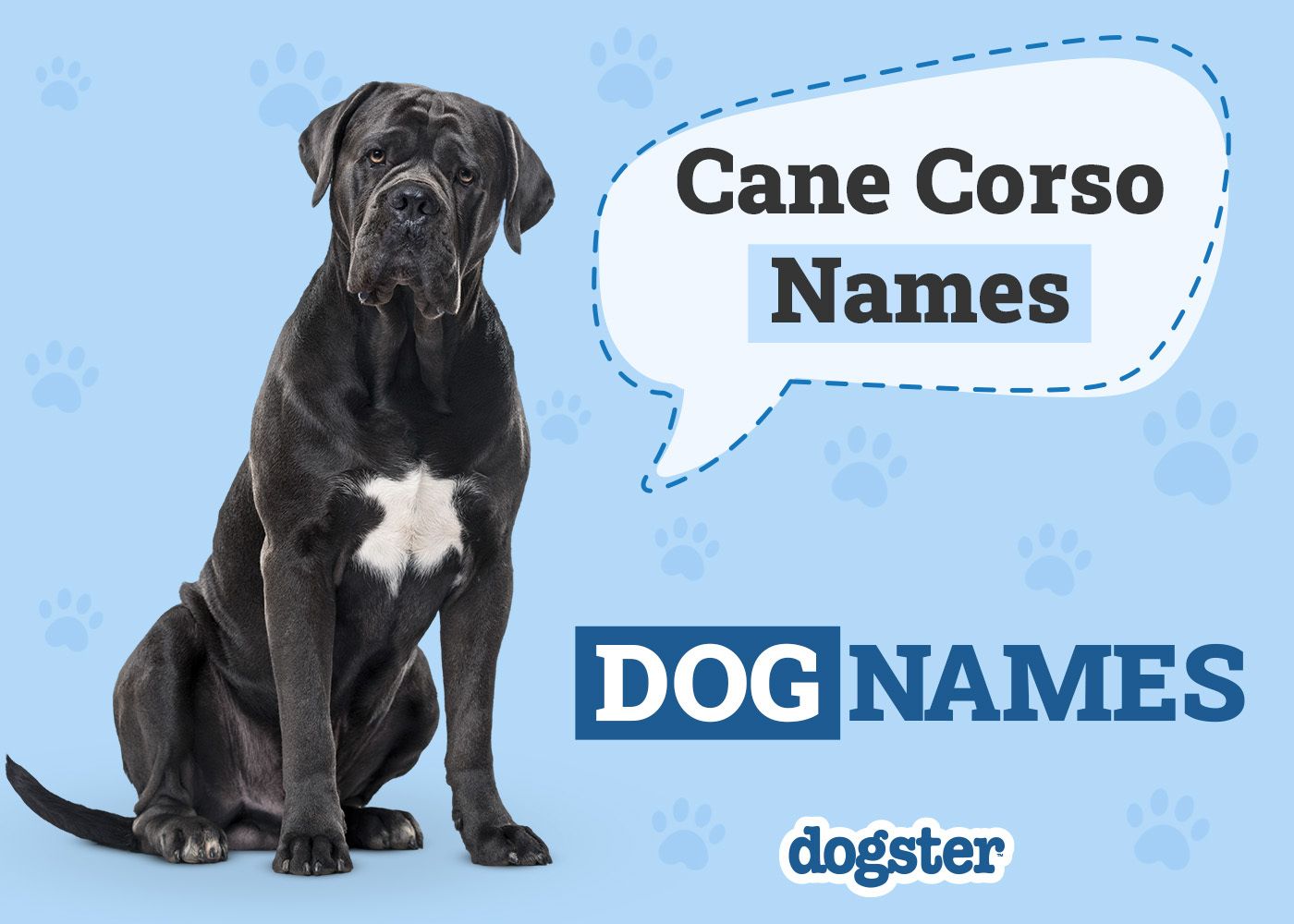 160 Cane Corso Names: Male & Female Names With Meanings