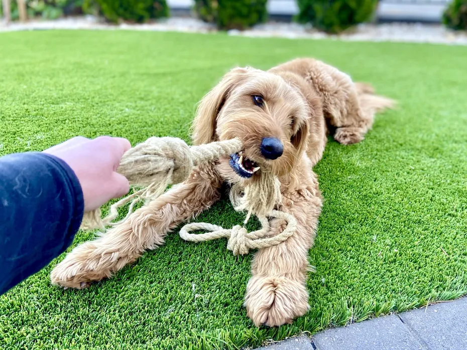 Hemptique Dog Toys 3